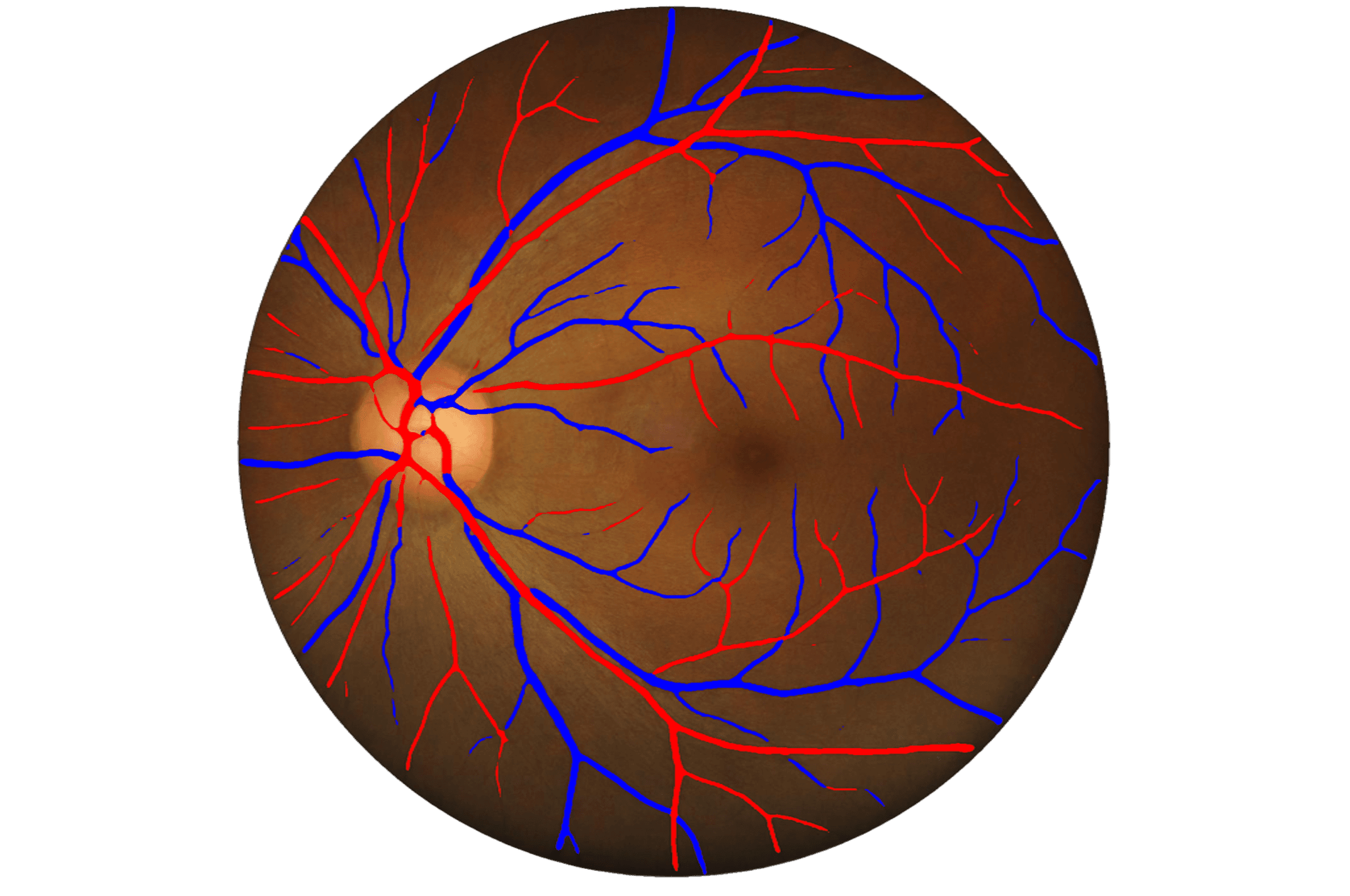 Retinal vessel segmentation — arteries and veins highlighted